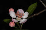 Southern crabapple